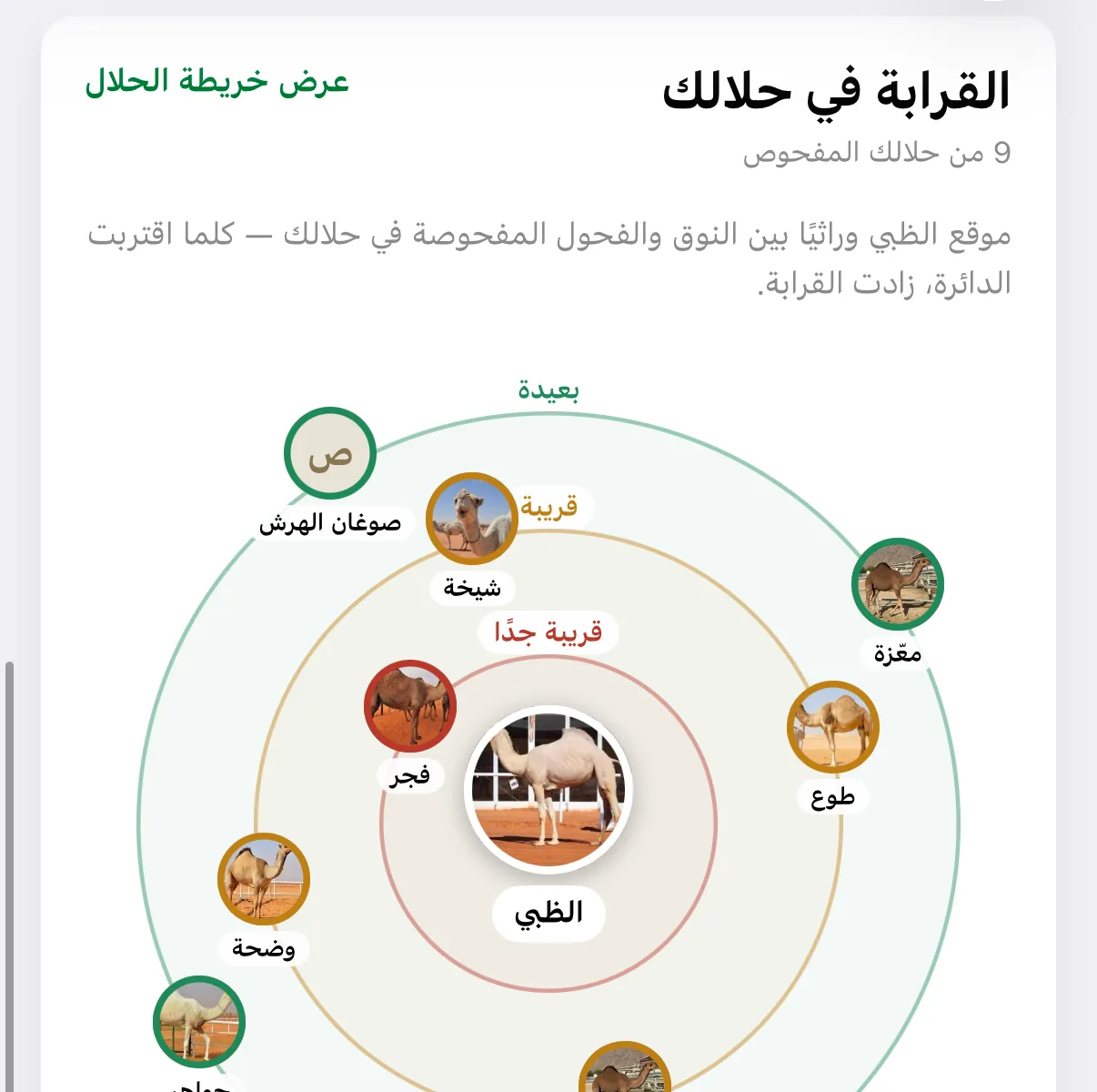 The kinship screen in the Madani app: one camel at the centre, surrounded by the tested camels in rings by how closely related they are